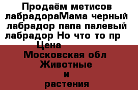Продаём метисов лабрадораМама черный лабрадор,папа палевый лабрадор.Но что то пр › Цена ­ 1 500 - Московская обл. Животные и растения » Собаки   